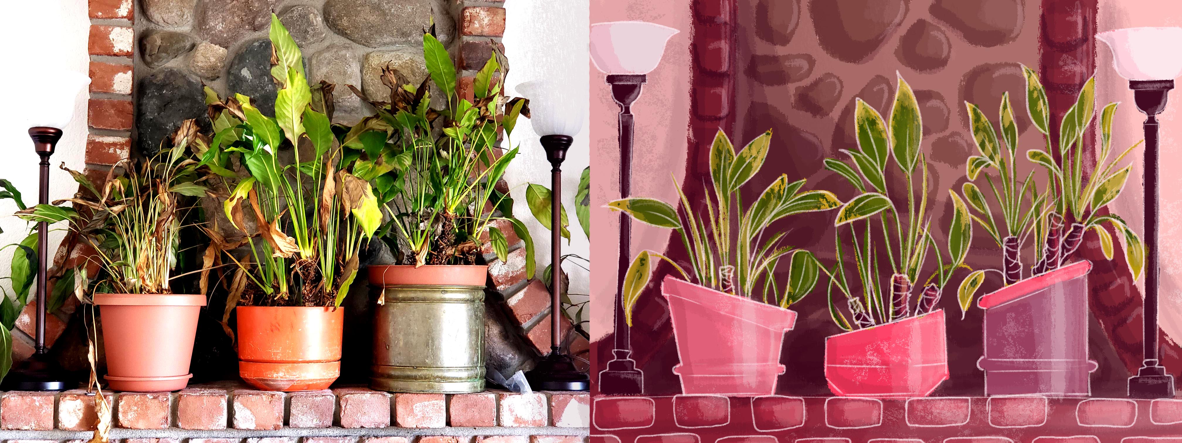 Still life study of potted plants next to the photo reference.
